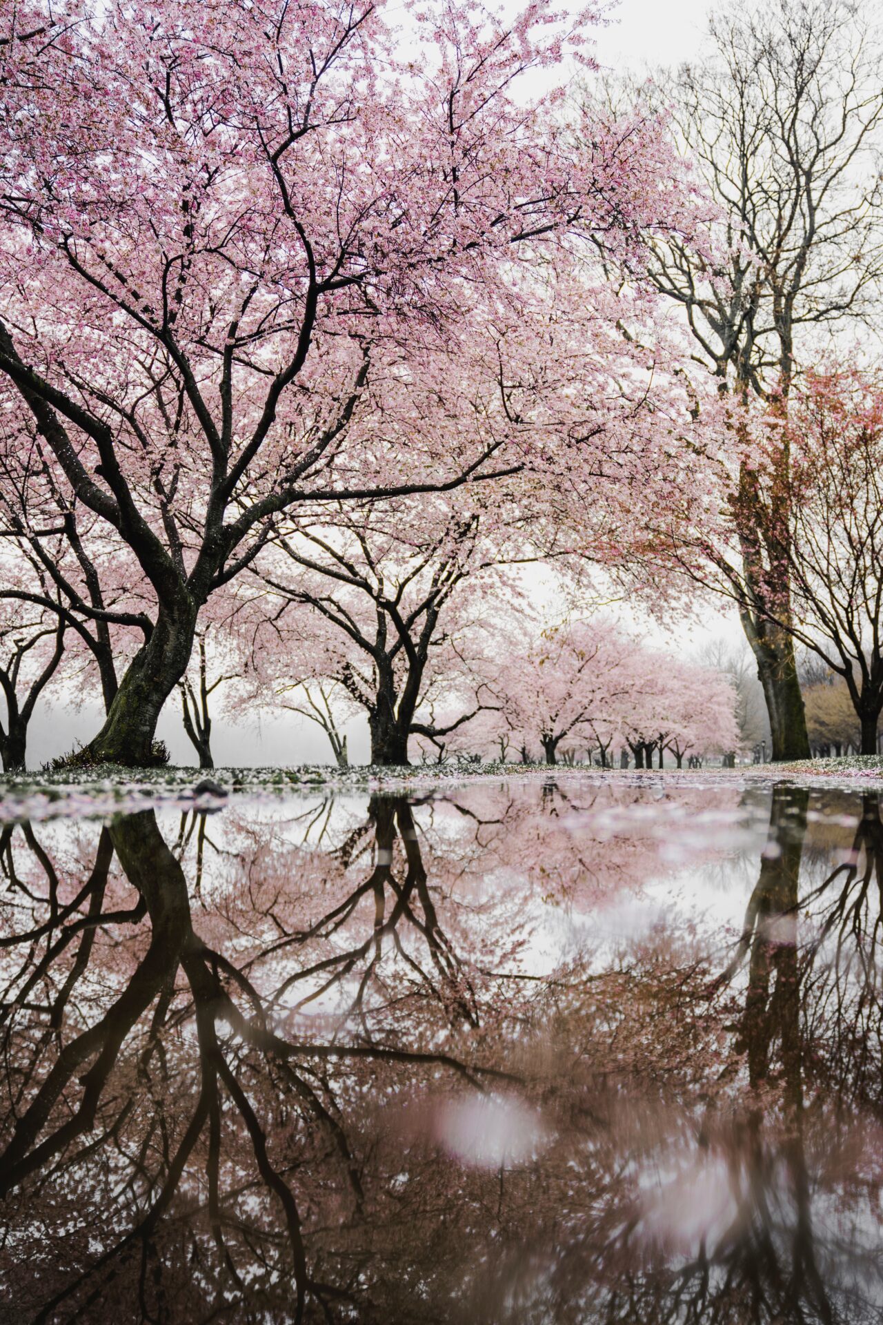 【日本の伝統】2022年3月京都の桜スポット