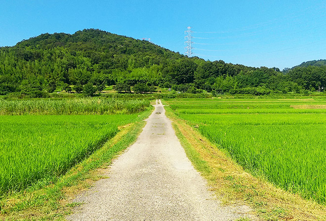 耕作放棄地とは？耕作放棄地の活用方法から借り方、補助金制度などを解説